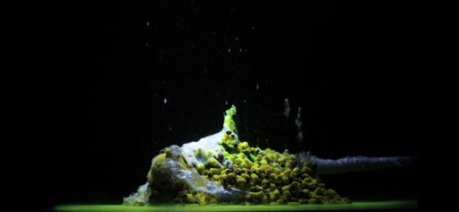  CCT MASTER SMOKY  PVA BAG PELLET KIWI-N-BUTYRIC (Kiwi-Vajsav)